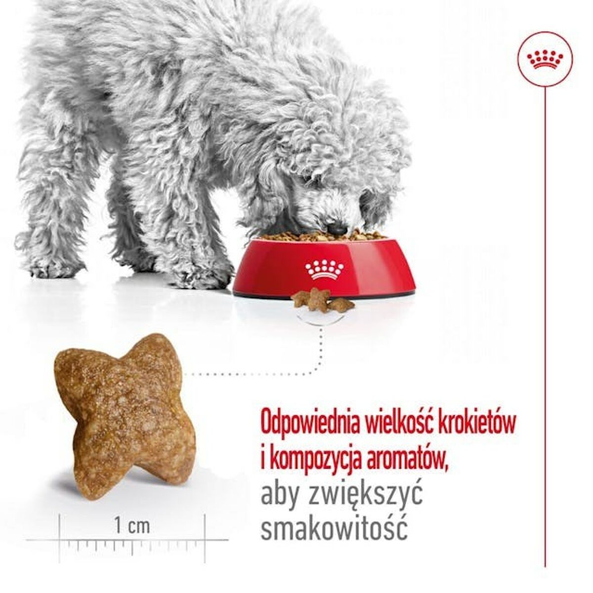 Fodder Royal Canin Adult Mini S Birds 4 Kg-2