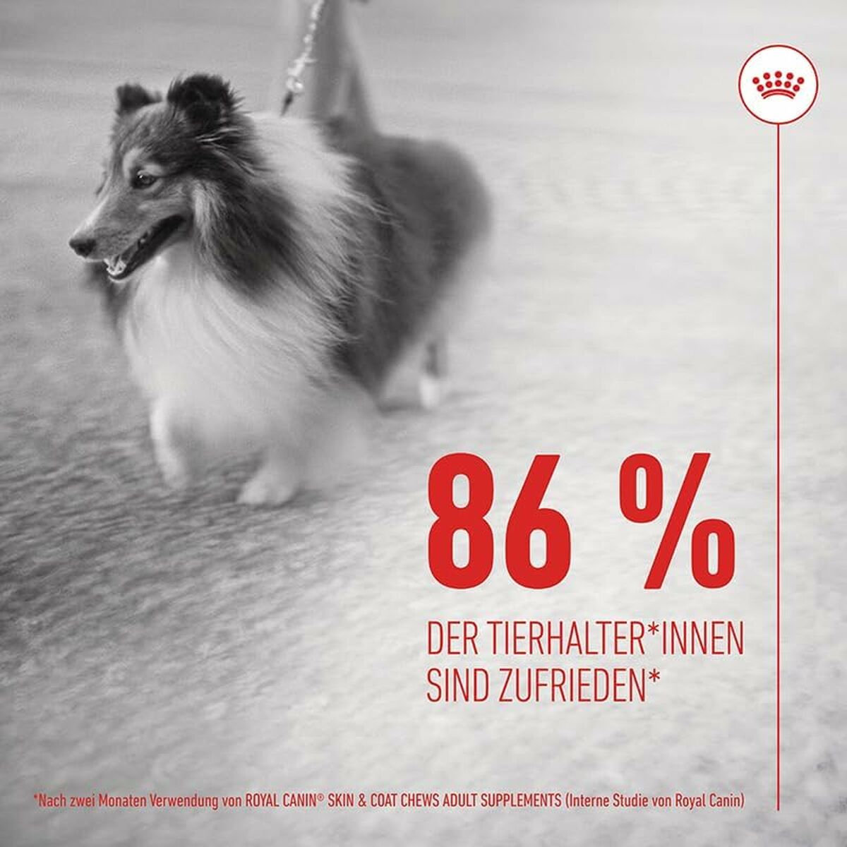 Dog Snack Royal Canin 240 g