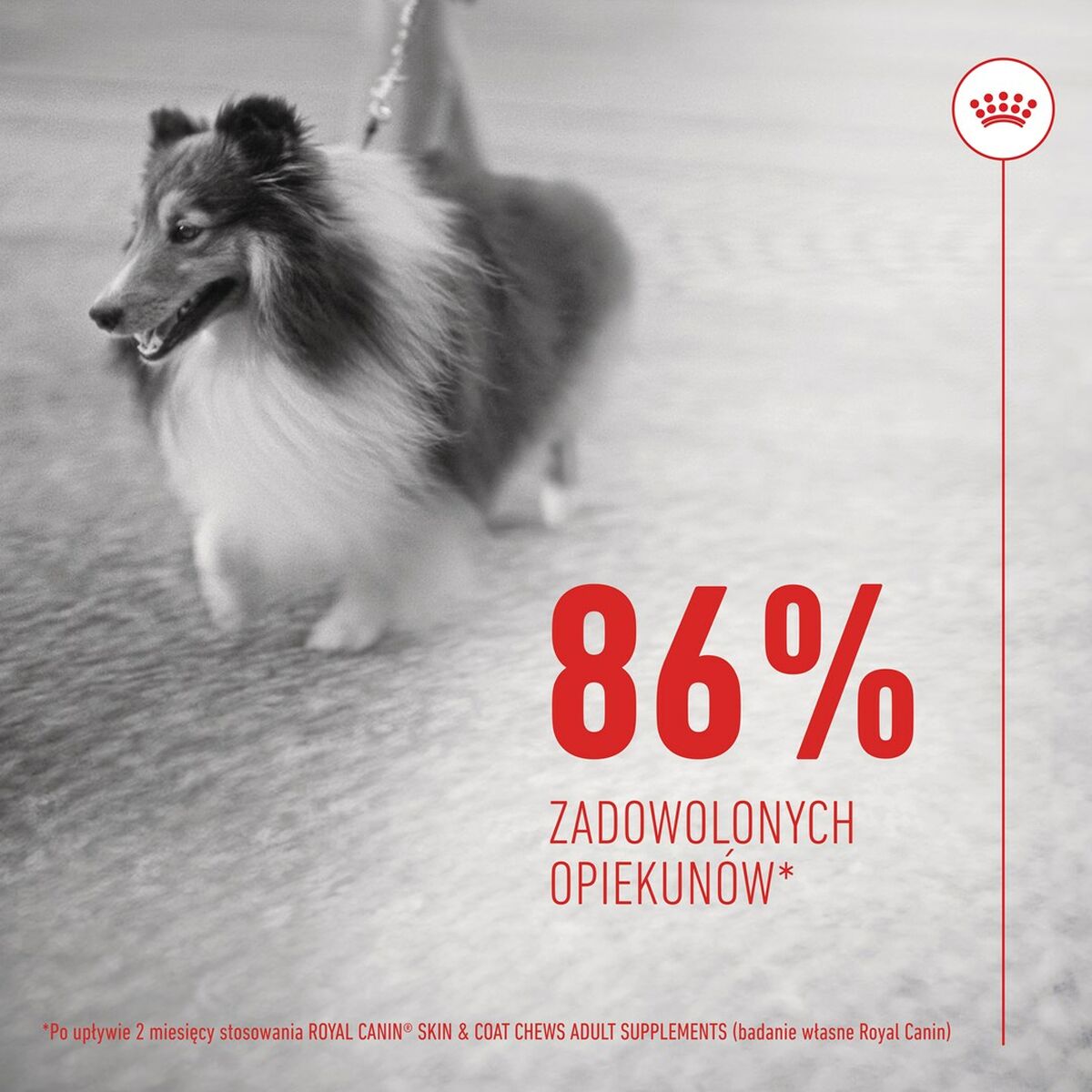 Dog Snack Royal Canin 240 g