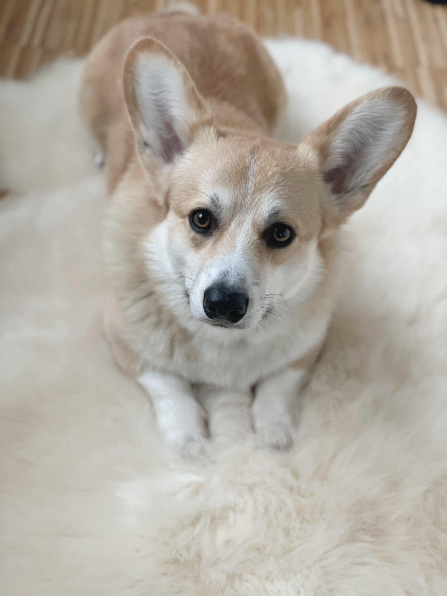 Natural Sheepskin Rug - Ivory