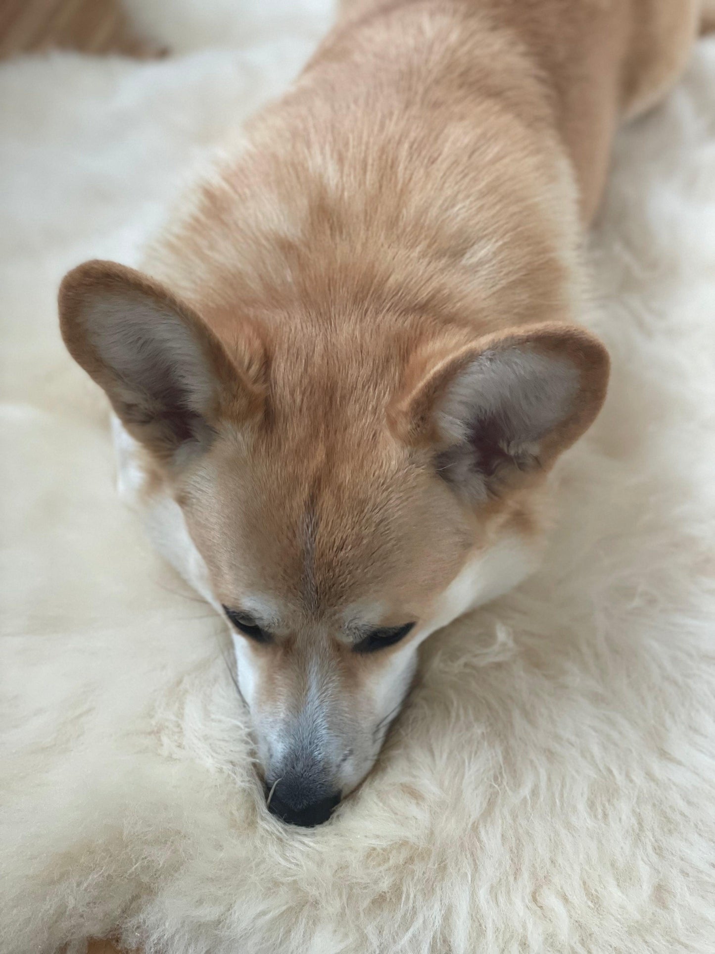 Natural Sheepskin Rug - Ivory